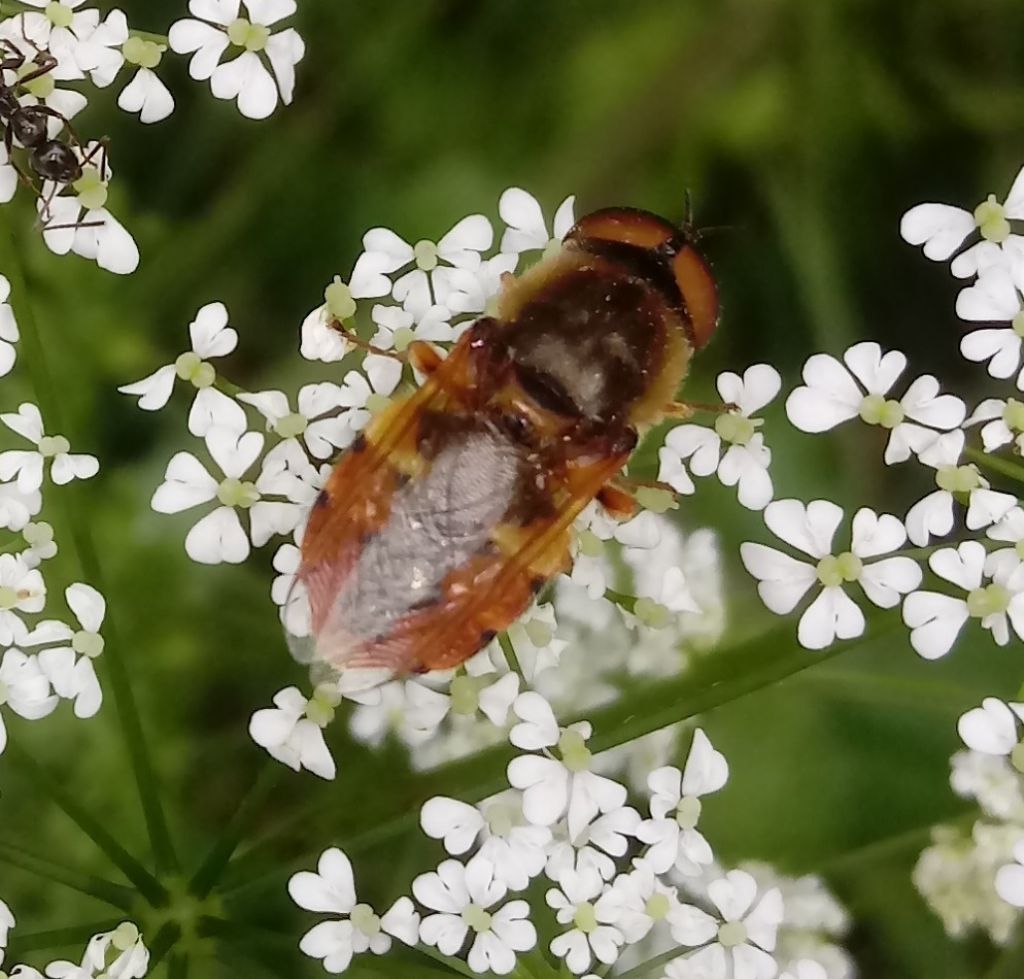 Odontomyia ornata?